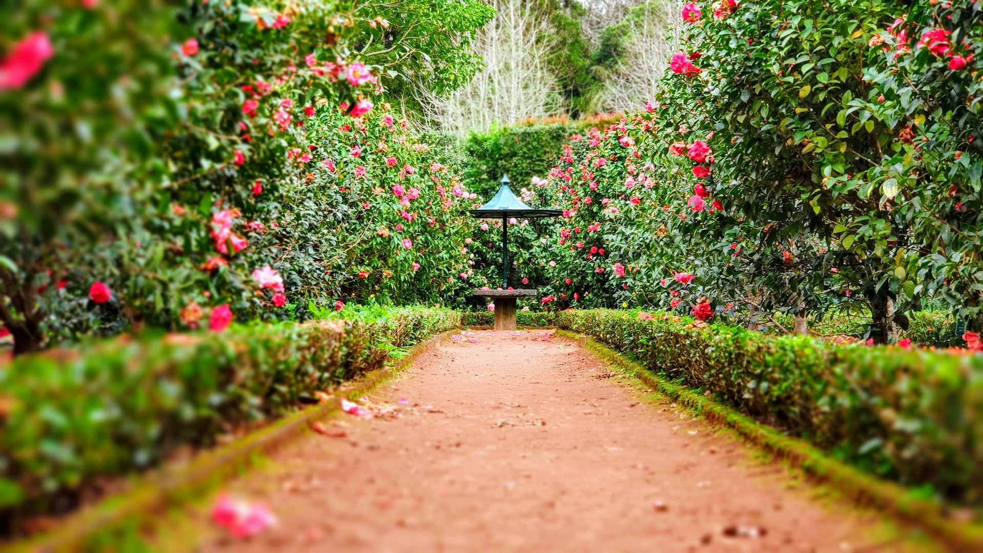 Teaser-Bild zu Rasenanlagen & Gartenpflege & Pflanzarbeiten
