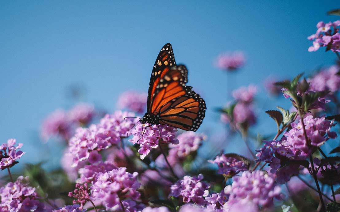 Teaser-Bild zu Gartenpflege & Pflanzarbeiten
